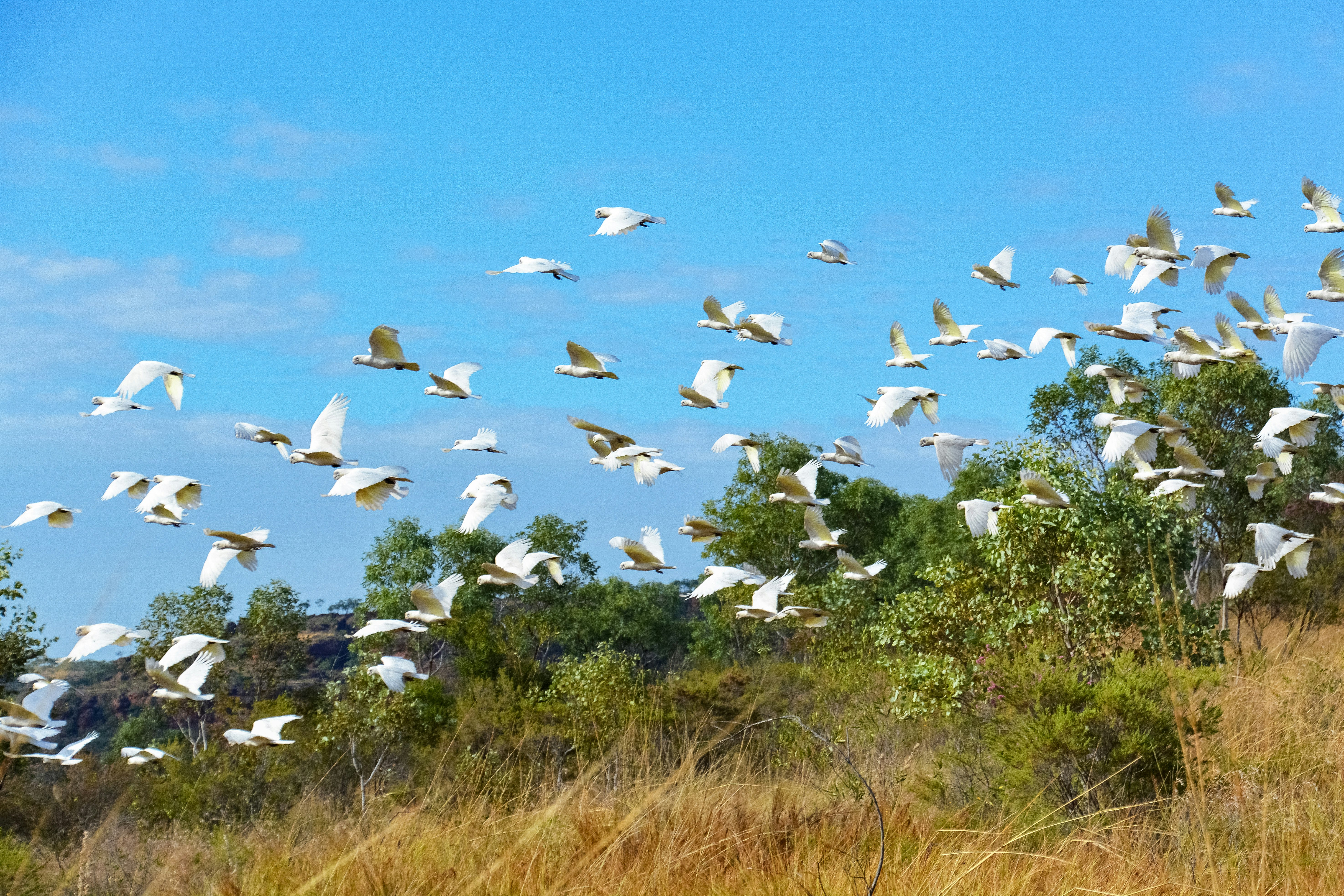 white birds flying over green grass field during daytime